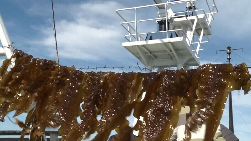 Семья из Приморья организовала бизнес по добыче ценных водорослей